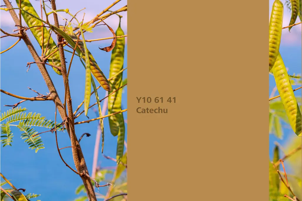 Kácsú árnyalat, festőnövény: cserző akác (Senegalia catechu), Beltéri Színek 24+ kollekció