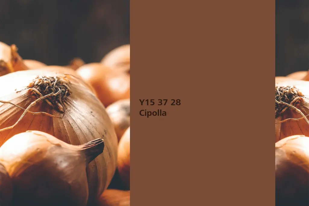 Hagyma árnyalat, festőnövény: hagyma (Allium cepa), Beltéri Színek 24+ kollekció