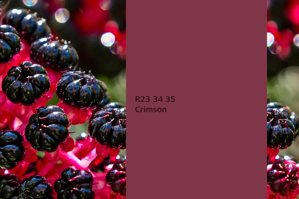 Színárnyalat Bíbor, festőnövény amerikai alkörmö, Beltéri Színek 24+ kollekció