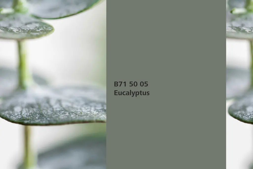 Eukaliptusz árnyalat, asszociáció: eukaliptusz levelek (Eucalyptus), Beltéri Színek 24+ kollekció