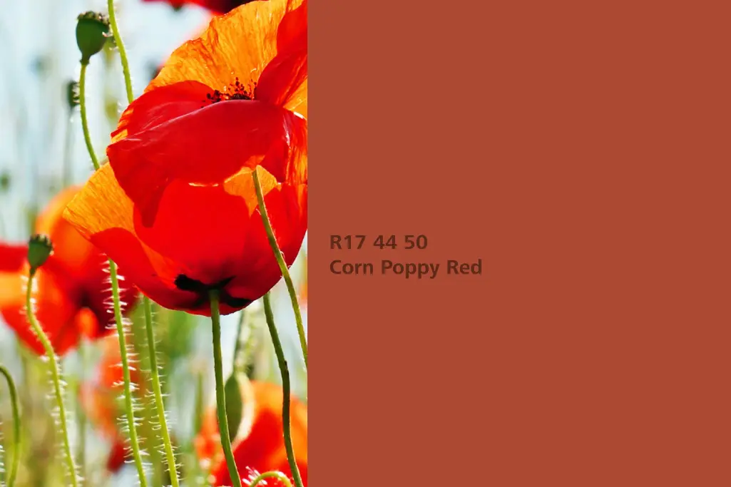 Pipacspiros árnyalat, festőnövény: pipacs – a Sto Beltéri Színek 24+ kollekció természetes színei kö