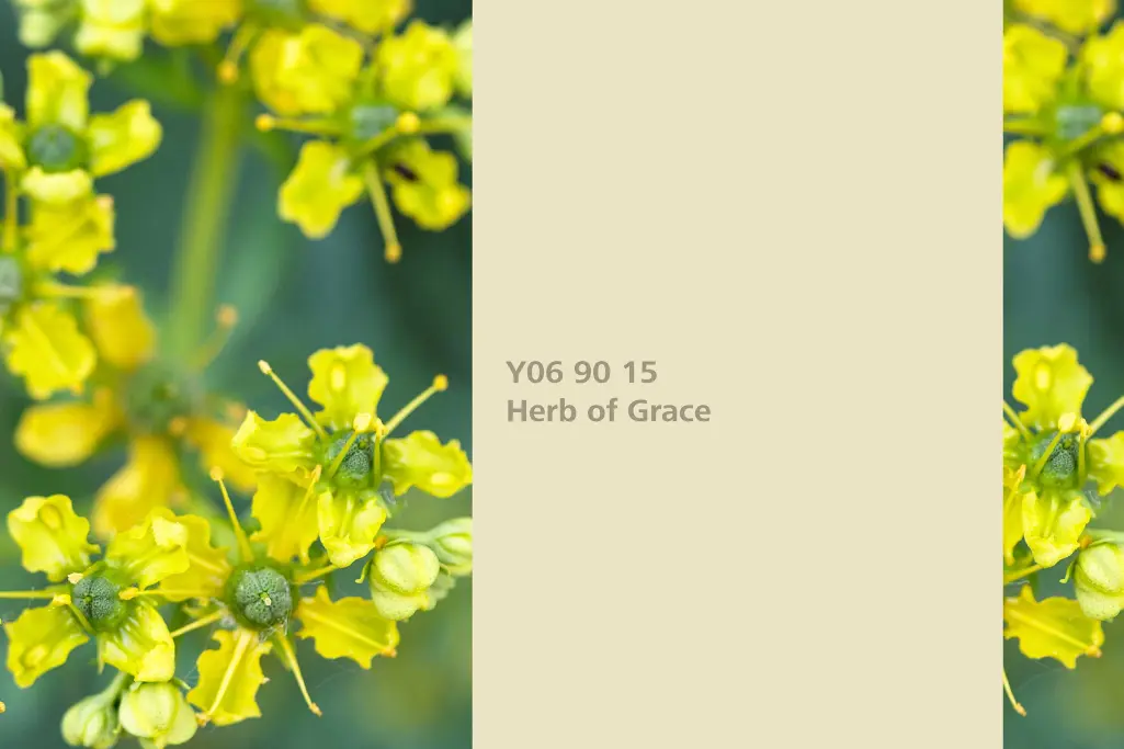 Keresztfű árnyalat, festőnövény: kerti ruta, természetes árnyalat a Beltéri Színek 24+ kollekcióból