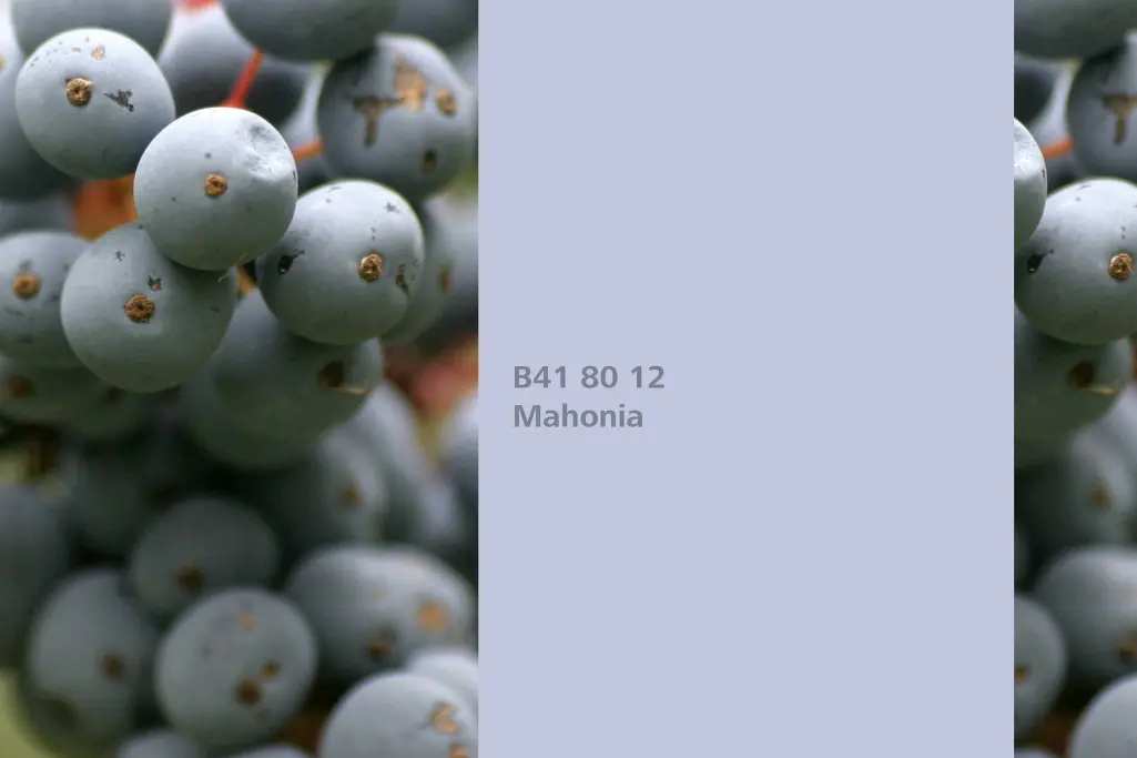 Mahónia árnyalat, festőnövény: mahónia (Mahonia aquifolium), Beltéri Színek 24+ kollekció