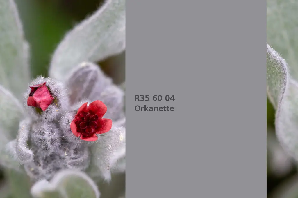 Orkanette árnyalat, festőnövény festőgyökér / schminkgyökér, Beltéri Színek 24+ kollekció