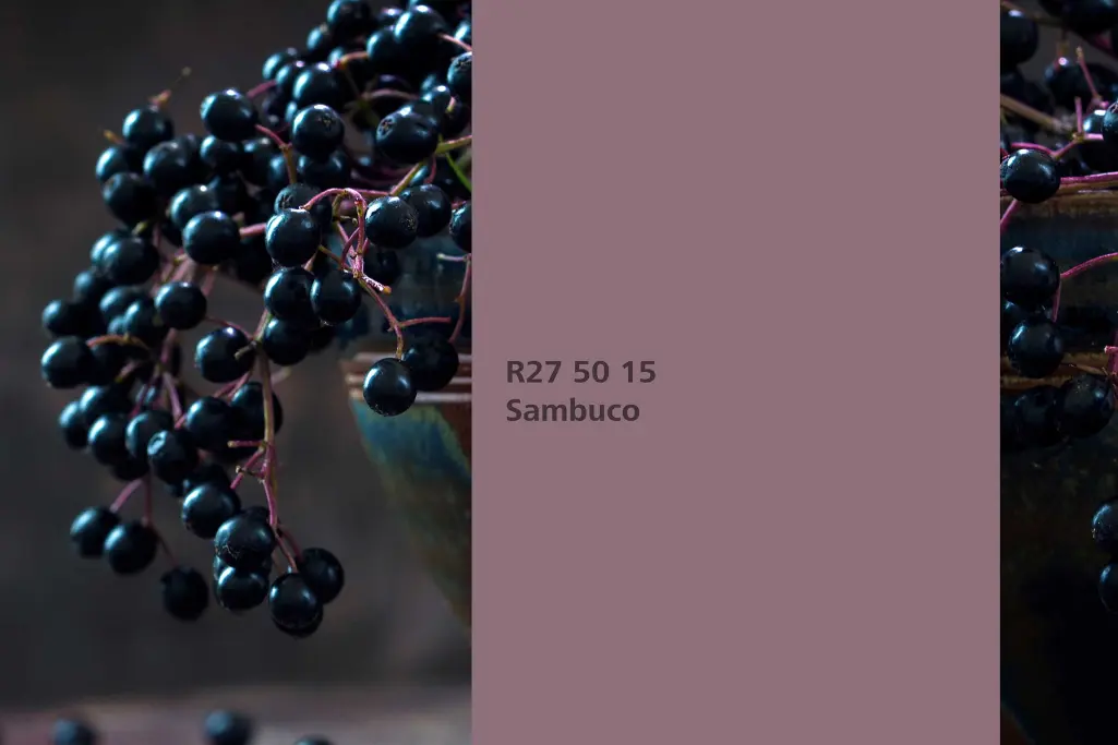 Beltéri Színek 24+, Bodza árnyalat, fekete bodza festőnövény