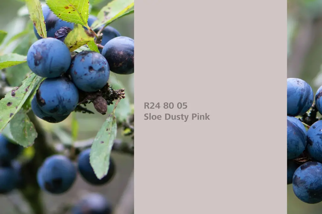 Színárnyalat Kökény Púderrózsaszín, festőnövény kökény, Beltéri Színek 24+ kollekció